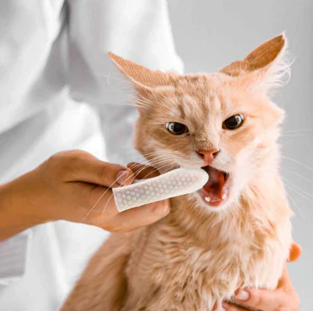 Pet Dental Finger Wipes for Dogs and Cats, 50 Count, Teeth Cleaning and Plaque Control
